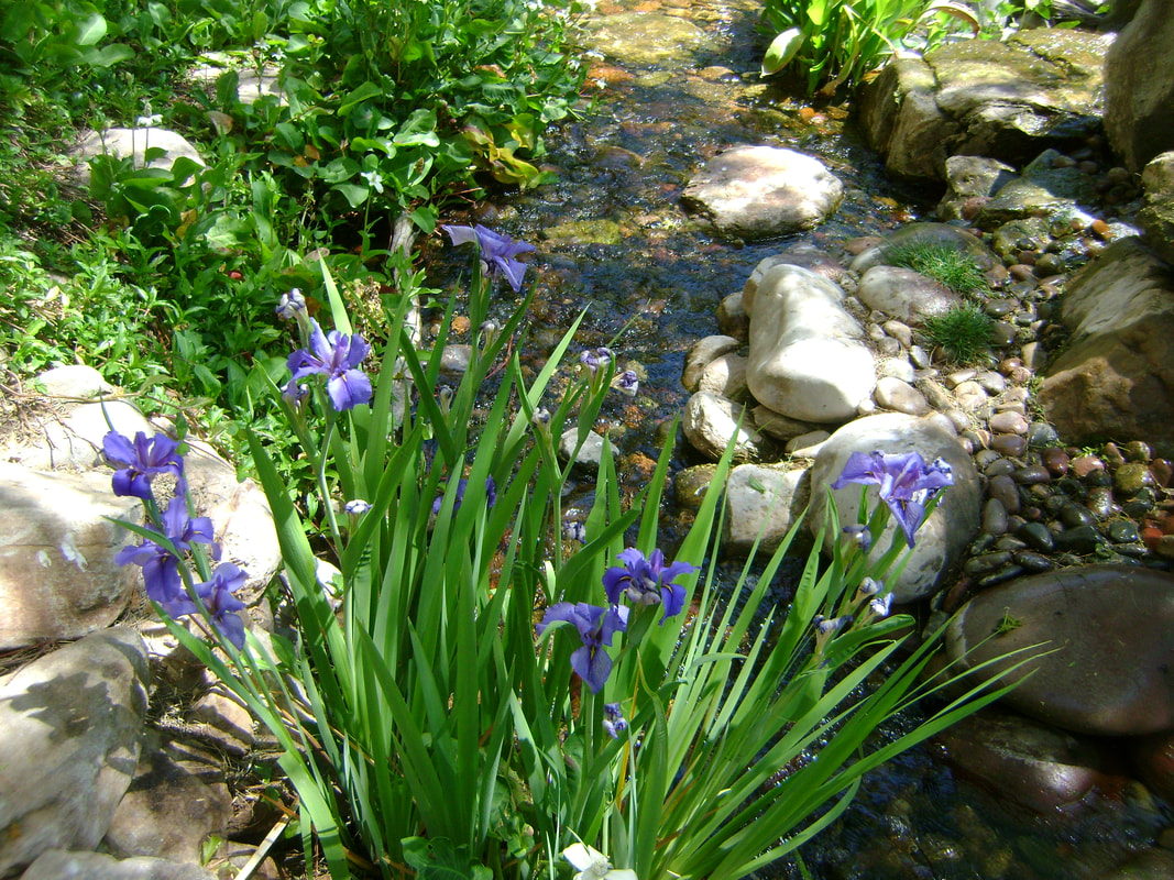 Iris in a pond by The Pond Gnome in Phoenix, AZ