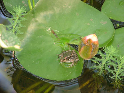 Frog on a lily pad in a pond by The Pond Gnome in Phoenix, AZ