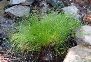 Fiber Optic Grass in a pond by The Pond Gnome in Phoenix, AZ
