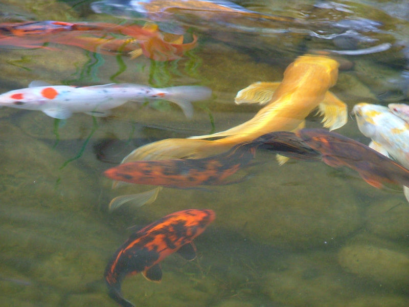 Koi in a Phoenix pond by The Pond Gnome