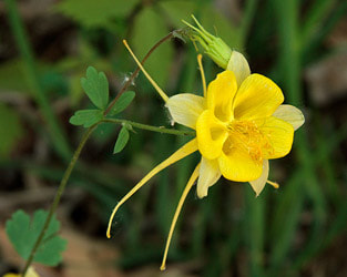 Golden Columbine in a pond by The Pond Gnome in Phoenix, AZ