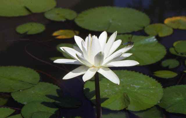 Night-blooming Water Lily in a pond by The Pond Gnome in Phoenix, AZ
