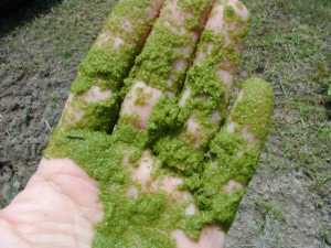 Algae being held